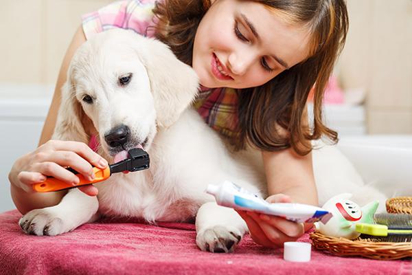 mitos sobre la higiene oral en perros mitos sobre la higiene oral en perros