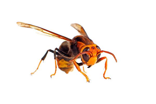 anecpla alerta de que la avispa asitica es cada vez ms peligrosa anecpla alerta de que la avispa asitica es cada vez ms peligrosa