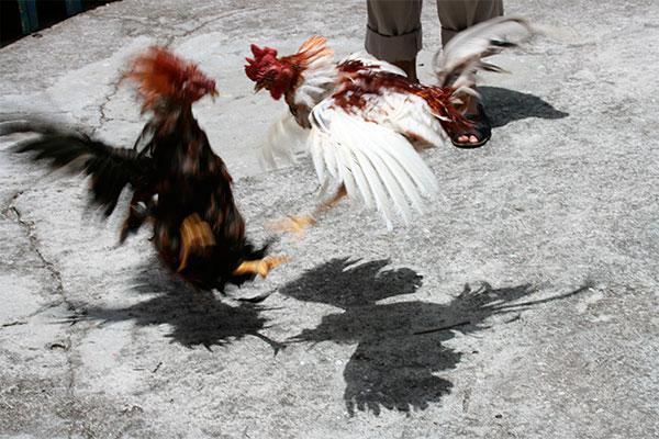 canarias da el primer paso para acabar con las peleas de gallos canarias da el primer paso para acabar con las peleas de gallos