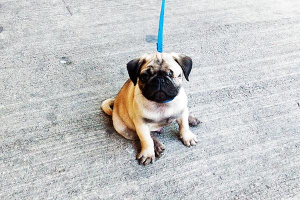 ciclosporina perros cmo afecta a la funcin plaquetaria canina ciclosporina perros cmo afecta a la funcin plaquetaria canina