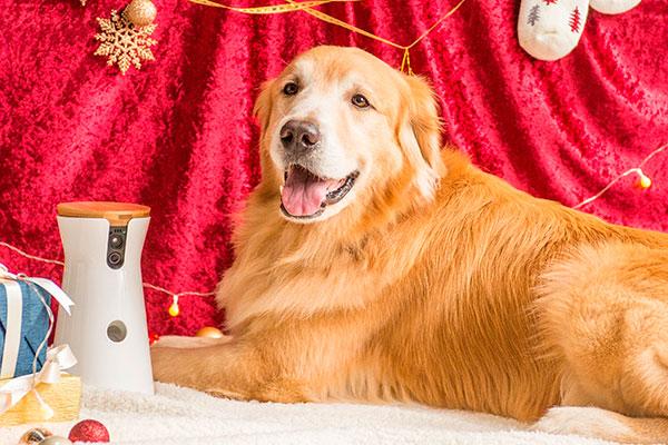 los perros tambin disfrutarn de su particular cybermonday los perros tambin disfrutarn de su particular cybermonday