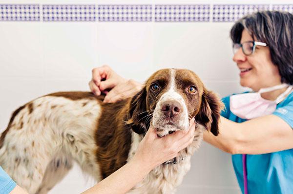 50 veterinarios de toda espaa han participado en el i concurso de fotografa mi veterinario y yo 50 veterinarios de toda espaa han participado en el i concurso de fotografa mi veterinario y yo