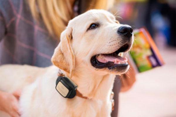 vodafone lanza un localizador para que vigiles a tu mascota vodafone lanza un localizador para que vigiles a tu mascota