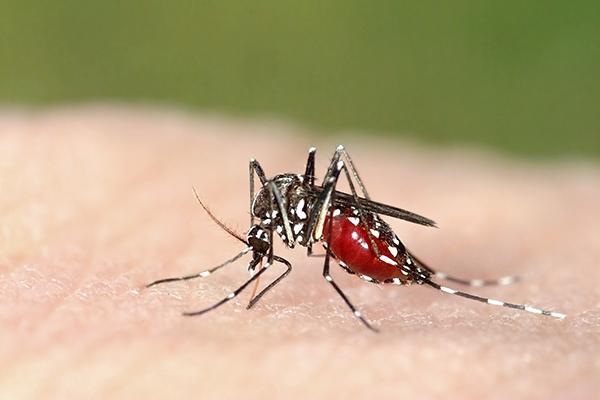 anecpla sospecha que el mosquito del dengue haya entrado en canarias por medio de plantas anecpla sospecha que el mosquito del dengue haya entrado en canarias por medio de plantas