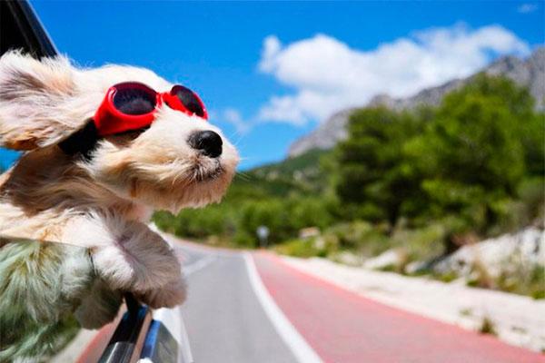 conoce los trmites necesarios para viajar con tu mascota a otro pas conoce los trmites necesarios para viajar con tu mascota a otro pas