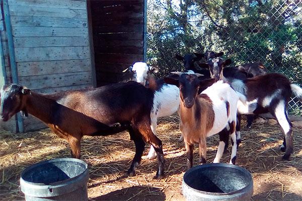 el mapama firma 9 nuevos convenios para el depsito de material gentico de animales de razas puras el mapama firma 9 nuevos convenios para el depsito de material gentico de animales de razas puras