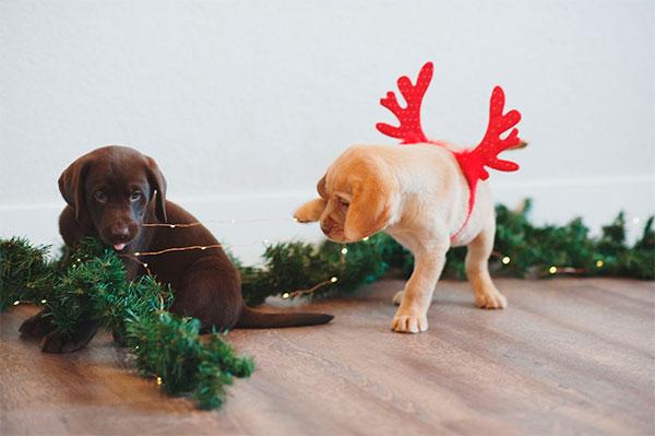 los mejores consejos para cuidar bien a tu mascota en navidad los mejores consejos para cuidar bien a tu mascota en navidad