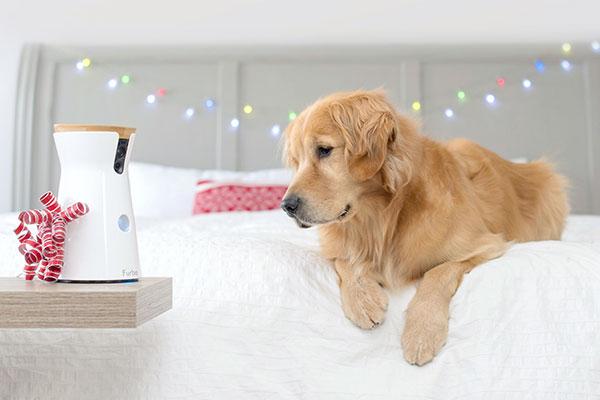 si tu perro escribiera la carta a los reyes magos pedira una cmara furbo si tu perro escribiera la carta a los reyes magos pedira una cmara furbo