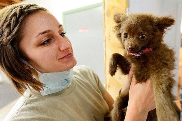 los retos de los profesionales veterinarios catalanes para 2018 los retos de los profesionales veterinarios catalanes para 2018