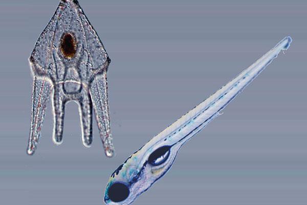 una-mutacion-genetic
