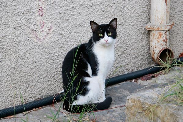 caros en gatos eficacia del tratamiento frente a cheyletiellosis felina caros en gatos eficacia del tratamiento frente a cheyletiellosis felina