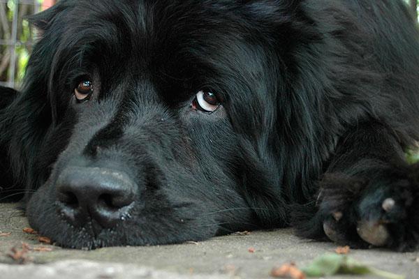 linfoma en perros y repercusin clnica de la proteinuria linfoma en perros y repercusin clnica de la proteinuria