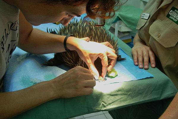 la medicina de exticos demanda creatividad la medicina de exticos demanda creatividad