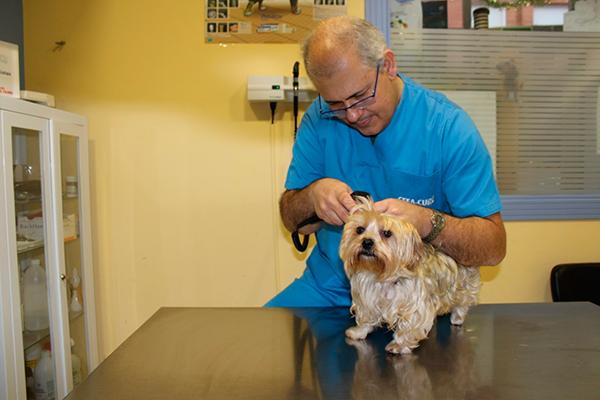 muchos-veterinarios-