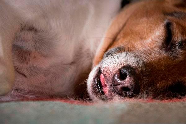 septiembre Cariñoso punto final Piometra canina: síntomas, causas, diagnóstico y tratamiento | IM  Veterinaria