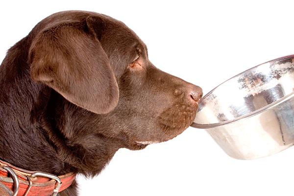 la alimentacin en perros con diarrea la alimentacin en perros con diarrea