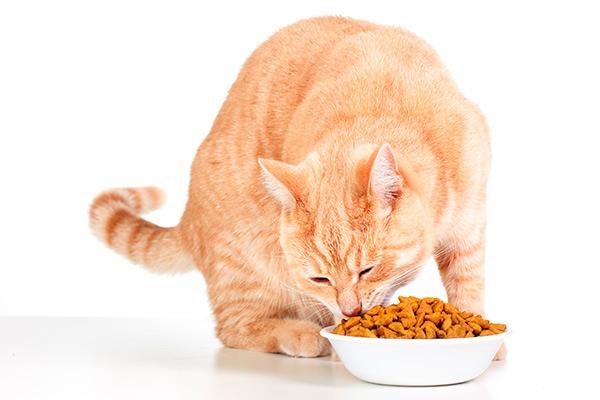 los cuidados que necesita un gato varan segn su edad los cuidados que necesita un gato varan segn su edad