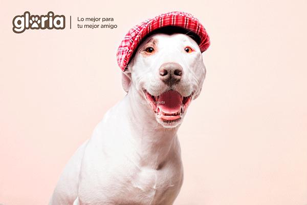 gloria pets presentar sus novedades en iberzoopropet 2018 gloria pets presentar sus novedades en iberzoopropet 2018