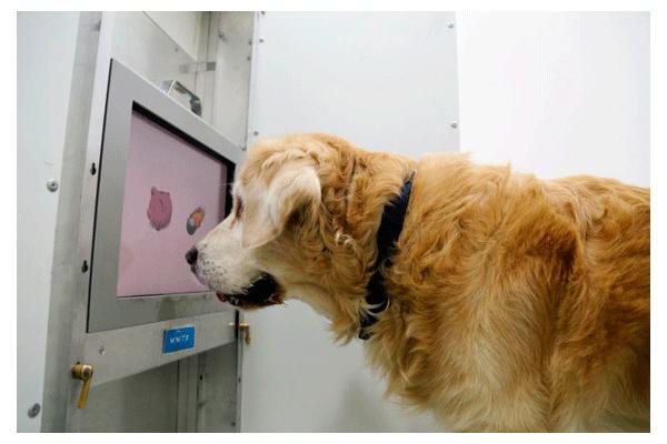juegos de pantalla tctil el nuevo sudoku para perros mayores juegos de pantalla tctil el nuevo sudoku para perros mayores