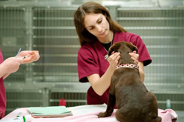 el linfoma en perros y la proteinuria el linfoma en perros y la proteinuria