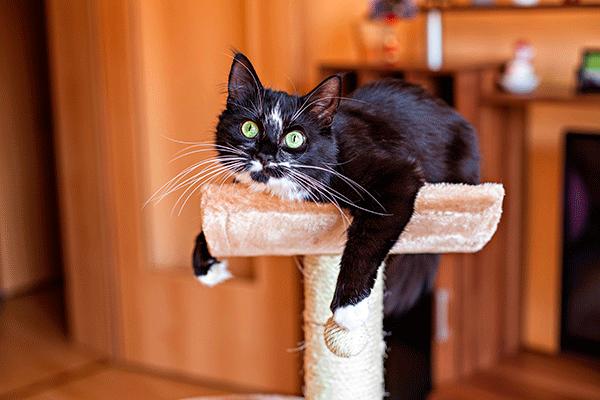 metimazol transdrmico para tratar el hipertiroidismo en gatos metimazol transdrmico para tratar el hipertiroidismo en gatos
