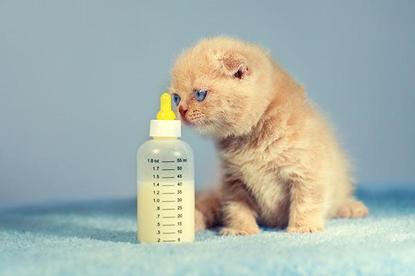 pasos a seguirnbspante la llegada de un gatito en casa pasos a seguirnbspante la llegada de un gatito en casa