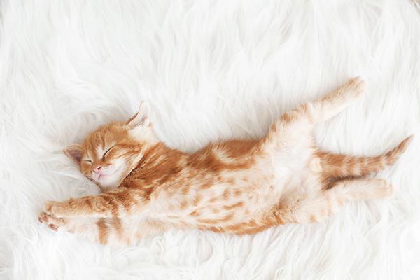 si tu gato odia viajar lee estos consejos si tu gato odia viajar lee estos consejos