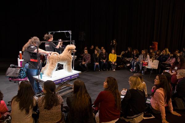 pasarela boutique el desfile profesional de moda para mascotas pasarela boutique el desfile profesional de moda para mascotas