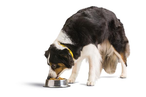 el suplemento diettico con triglicridos de cadena media reduce la frecuencia de crisis en perros epilpticos el suplemento diettico con triglicridos de cadena media reduce la frecuencia de crisis en perros epilpticos
