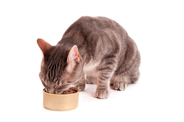 conoce los beneficios de la alimentacin hmeda en gatos conoce los beneficios de la alimentacin hmeda en gatos