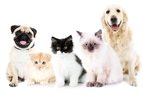 en qu consiste la medicina preventiva veterinaria en qu consiste la medicina preventiva veterinaria