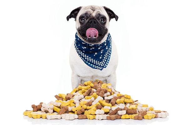 enteropatas caninas en la prctica clnica enteropatas caninas en la prctica clnica