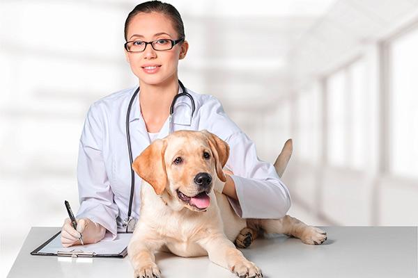un horizonte diversificado para la profesin veterinaria en europa un horizonte diversificado para la profesin veterinaria en europa
