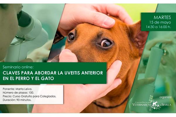 el colegio de veterinarios de sevilla organiza un webseminar sobre uvetis el colegio de veterinarios de sevilla organiza un webseminar sobre uvetis