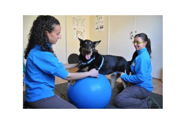 introduccin a la fisioterapia veterinaria el nuevo curso de colvet introduccin a la fisioterapia veterinaria el nuevo curso de colvet