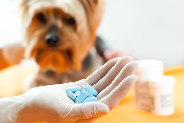 la ue acuerda un nuevo reglamento sobre medicamentos veterinarios la ue acuerda un nuevo reglamento sobre medicamentos veterinarios