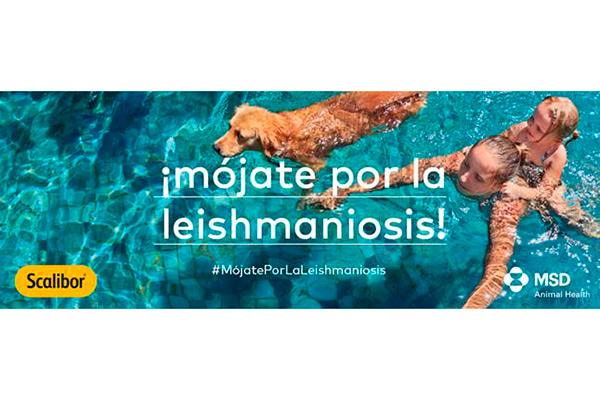msd animal health se moja por la leishmaniosis msd animal health se moja por la leishmaniosis