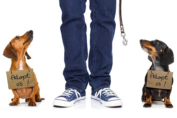 la cifra de abandono de perros y gatos sigue estancada la cifra de abandono de perros y gatos sigue estancada