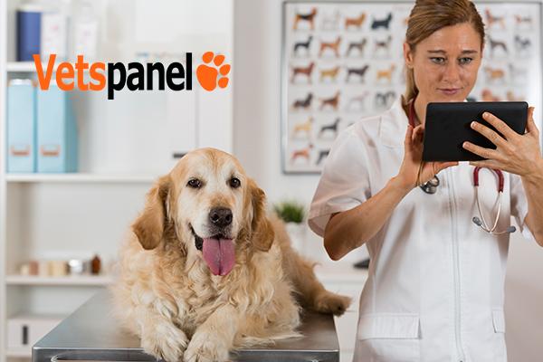 participa en la quinta edicin de vetsurvey participa en la quinta edicin de vetsurvey