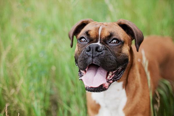 la procesionaria un peligro para el perro la procesionaria un peligro para el perro