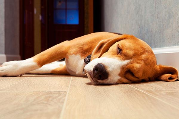 la depresin postvacacional tambin puede afectar a los perros la depresin postvacacional tambin puede afectar a los perros