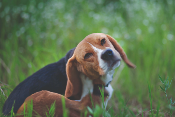 estudio preliminar de campo sobre el uso de sarolaner oral simparica en el tratamiento y control de la infestacin por pulgas en perros estudio preliminar de campo sobre el uso de sarolaner oral simparica en el tratamiento y control de la infestacin por pulgas en perros