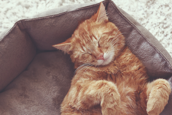 el gato es una especie completamente distinta al perro y esa es la principal clave de la medicina felina el gato es una especie completamente distinta al perro y esa es la principal clave de la medicina felina