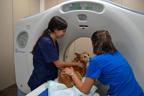 el hospital veterinari glries incorpora un nuevo tac para animales el hospital veterinari glries incorpora un nuevo tac para animales