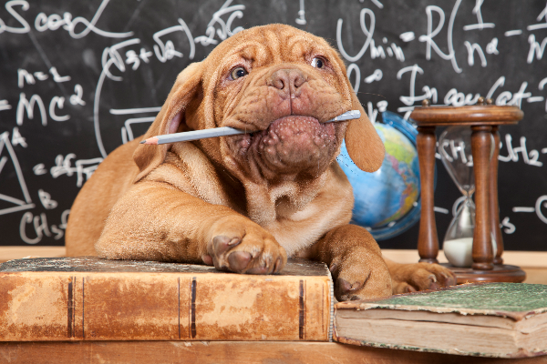 cmo preparar a tu mascota para la vuelta al cole cmo preparar a tu mascota para la vuelta al cole