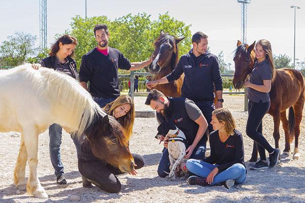 los problemas de comportamiento son el principal motivo de abandono de los animales de compaa los problemas de comportamiento son el principal motivo de abandono de los animales de compaa