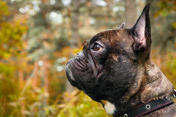un estudio recientemente publicado demuestra que la combinacin de domperidona leisguardsupsup y repelente de flebotomos confiere la mejor proteccin frente a la leishmaniosis canina un estudio recientemente publicado demuestra que la combinacin de domperidona leisguardsupsup y repelente de flebotomos confiere la mejor proteccin frente a la leishmaniosis canina