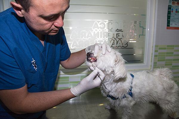 hemos pasado de realizar simples extracciones a tener las mismas especialidades que la odontologa humana hemos pasado de realizar simples extracciones a tener las mismas especialidades que la odontologa humana