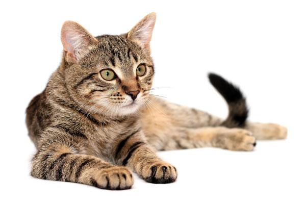 diagnstico y tratamiento en un caso de pododermatitis plasmocitaria felina diagnstico y tratamiento en un caso de pododermatitis plasmocitaria felina