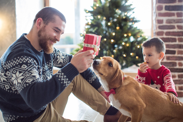 1 de cada 10 familias espaolas prev regalar un animal de compaa por navidad 1 de cada 10 familias espaolas prev regalar un animal de compaa por navidad